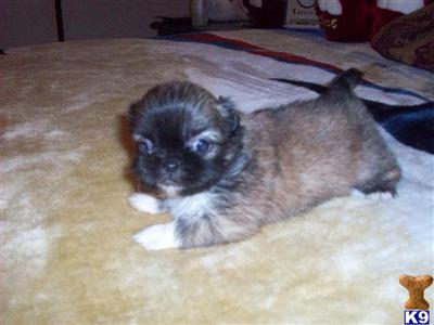 Pekingese Puppies for Sale