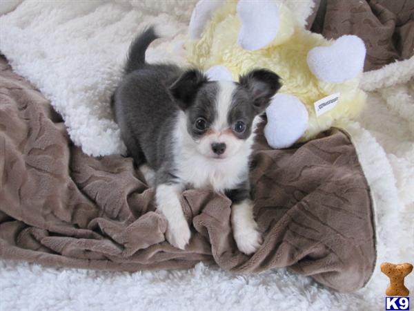 Puppies in Charlotte