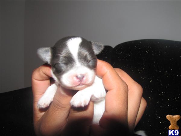 Dogs for Sale in NC