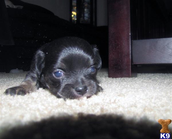 Puppies in Charlotte