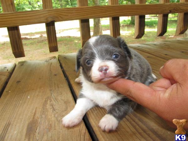 Puppies in NC