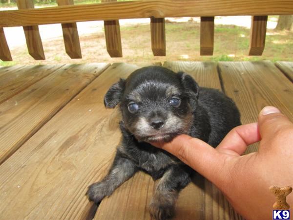 Puppies in NC