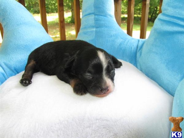 Puppies in NC