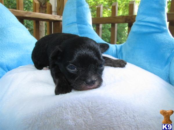 Puppies in NC