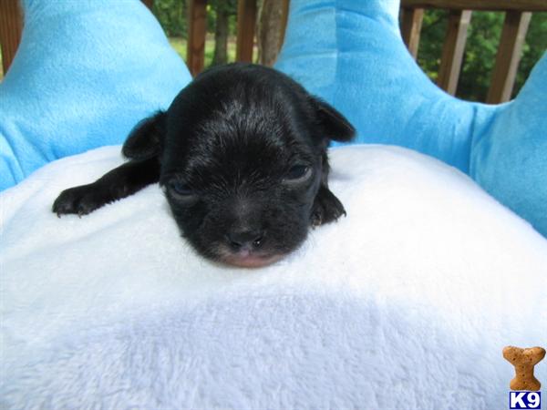 Puppies in NC