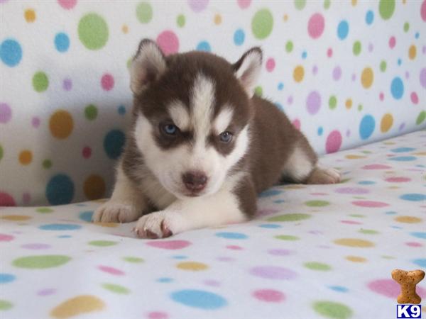 Puppies in Charlotte