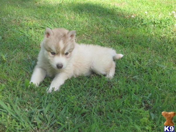 Puppies in Charlotte