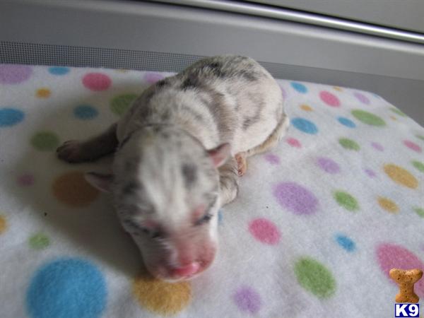 Puppies in Charlotte
