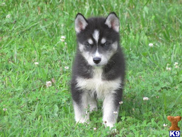 Puppies in Charlotte