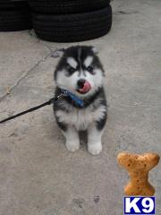 Puppies in Charlotte