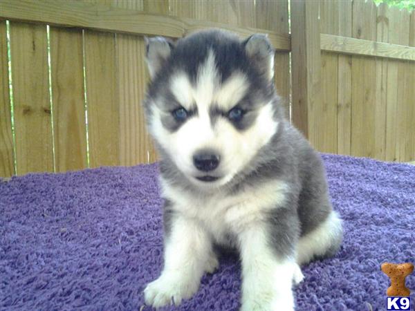 Puppies in Charlotte