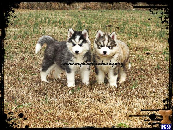 Siberian Husky Puppies in NC