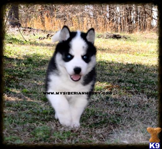 Siberian Husky Puppies in NC