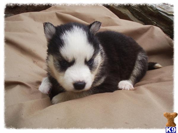 Puppies in NC