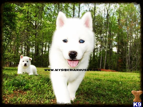 Puppies in NC
