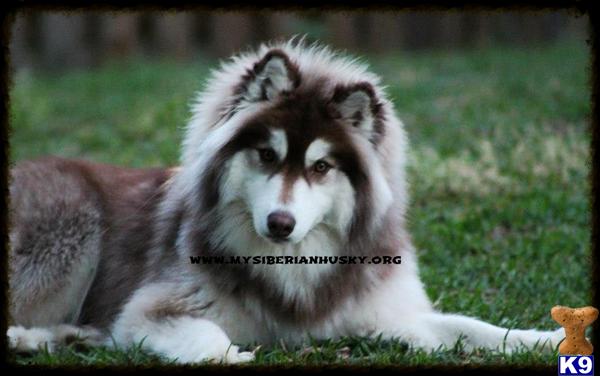 Siberian Husky Puppies in NC