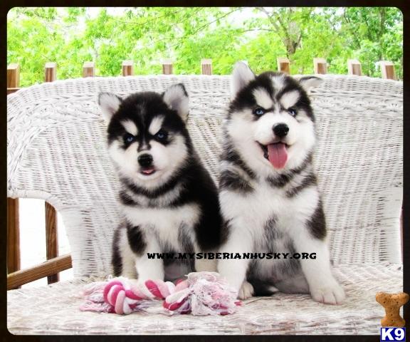 Puppies in NC