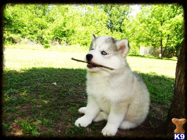 Puppies in NC