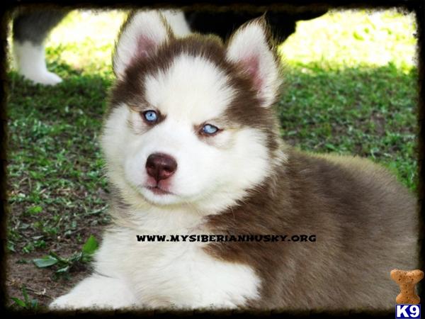 Siberian Husky Puppies in NC