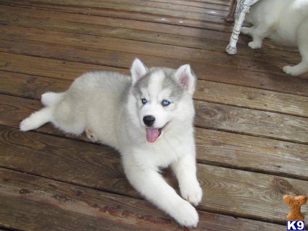 Puppies in NC