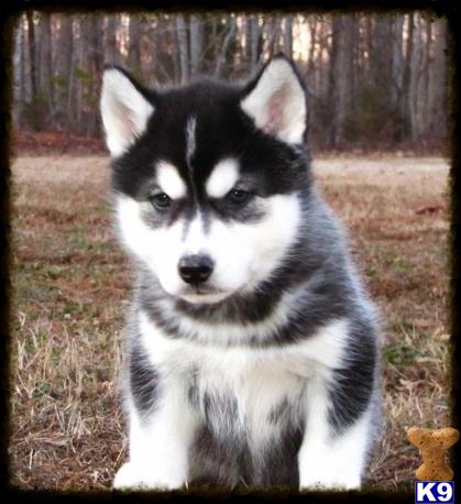 husky puppies for sale in nc document moved husky puppies for sale in nc document moved