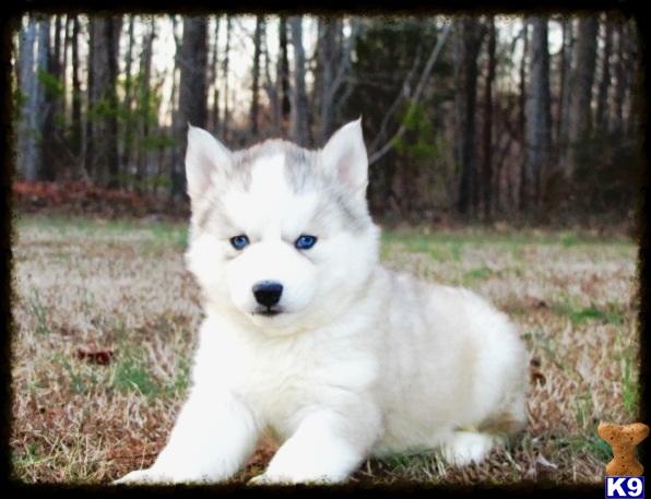 husky puppies for sale in nc document moved husky puppies for sale in nc document moved