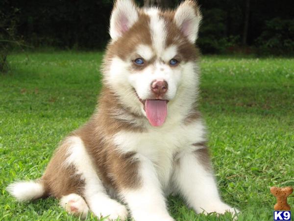 husky puppies for sale in nc document moved husky puppies for sale in nc document moved