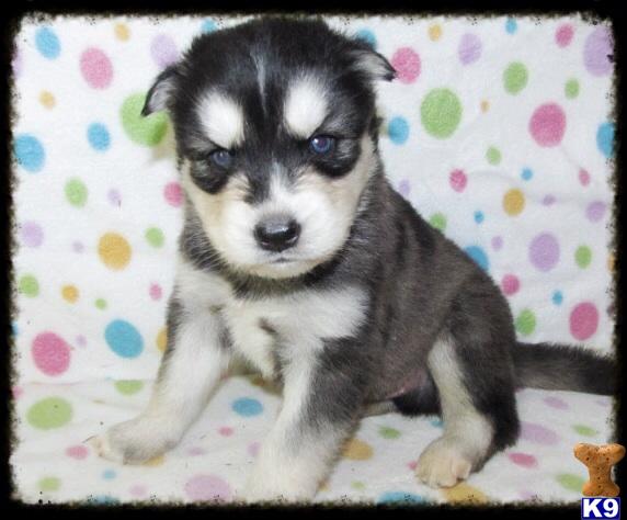 husky puppies for sale in nc document moved husky puppies for sale in nc document moved