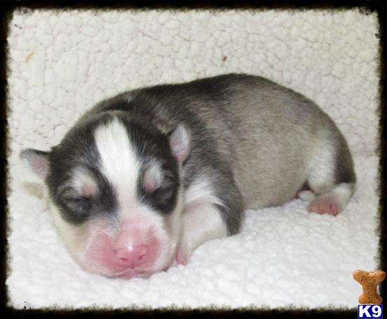 huskypups10_siberian-husky-a201451761655