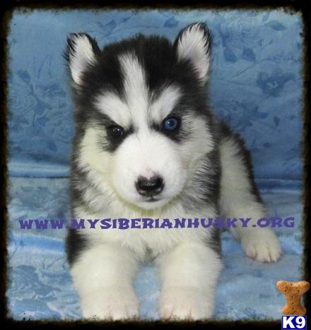 husky puppies nc siberian husky for stud in vale carolina car interior design husky puppies nc siberian husky for stud in vale carolina car interior design