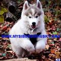 classified ad