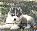 Siberian Husky