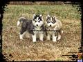 Siberian Husky