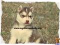 Siberian Husky