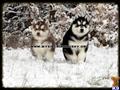 Siberian Husky