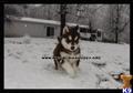 Siberian Husky