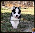 classified ad