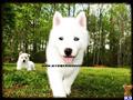 Siberian Husky