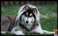 Siberian Husky
