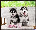 classified ad