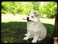 Siberian Husky