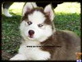 Siberian Husky
