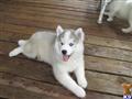Siberian Husky