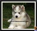 Siberian Husky