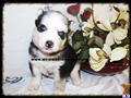 Siberian Husky