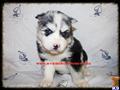 Siberian Husky