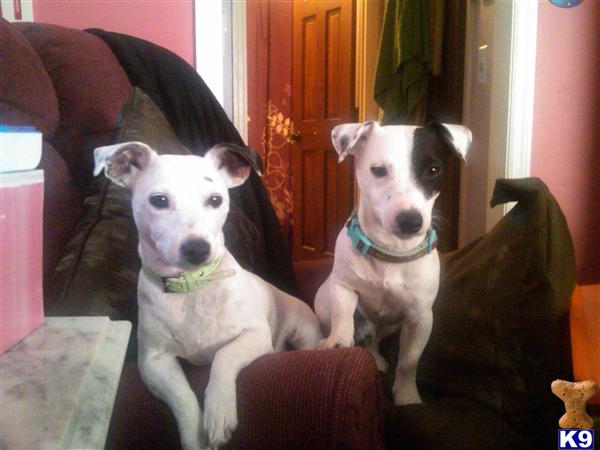 Stud Dogs - Jack Russell Terrier