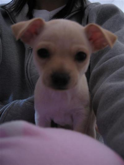 Chihuahua Puppies in TX