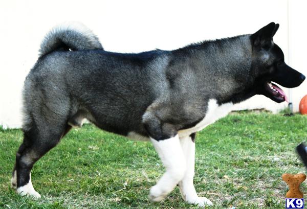 Stud Dogs - Akita