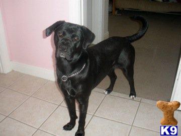 Dogs for Sale in KY